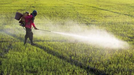 Bacteria for Pest Control Image